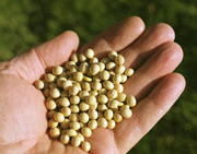 hand holding seeds
